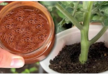 Za nedelju dana paradajz ima stabljiku deblju od malog prsta! Zalijevam ga OVOM smjesom..