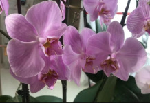 1 mjesečno orhideju zalijte ovim rastvorom, cvjetaće raskošno i ljepše NEGO IKAD