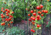 Da li je paradajz potrebna naša njega i u JULU? Nemojte se iznenaditi i pripremite svoje grmlje za dobru žetvu