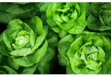 Radnici marketa šokirani onim što su pronašli na listu ZELENE SALATE: “ŠTA JE OVO ZABOGA?!”