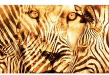 Lav ili zebra: Životinja koju ste prvo ugledali na ovoj optičkoj iluziji otkriva najvažnije osobine vaše ličnosti