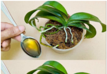 SIPAJTE SAMO JEDNOM: Najslabija orhideja odmah postaje jaka i cvjeta cijele…