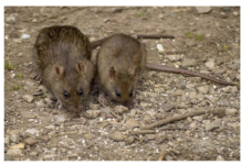 OVAJ JAK MIRIS TJERA MIŠEVE KAO OD ŠALE: Razbježaće se na sve stane, NEĆE ZNATI ŠTA IH JE SNAŠLO