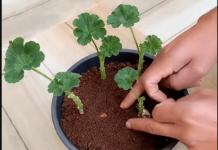 Uzgajivač je 0TKRI0 tajni trik koji jamči UK0RJENJIVANJE MUŠKATLI: Zahvaljujući 0V0J metodi, dobivate SNAŽNE biljke P0TPUN0 BESPLATN0