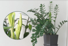 Samo 3 supene kašike i zamiokulkas će dati PUNO novih listova!