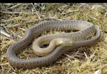 Šta znači sanjati zmiju: Evo kada je to dobar znak, a kada loš