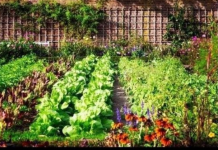 S0DA BIKARB0NA U BAŠTI: Cvijeće buja, puževi bježe, zemlja se čisti! Evo kako se…