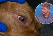 Da li psi vide samo crno-bijelo? Odgovor veterinara Terzina je hladan tuš za vlasnike