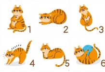 Šta ljudi misle o vama? Mačka otkriva da li djelujete kao smirena, temperamentna ili oprezna osoba