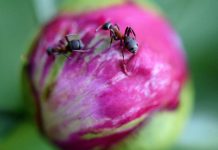 Omiljene biljke koje su magnet za insekte: Gajimo ih u stanu i na terasi, a evo kako da ih zaštitimo