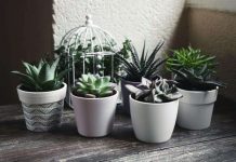 OVE SOBNE BILJKE NIKAKO NEMOJTE DRŽATI U ISTOJ PROSTORIJI: Bukvalno se ne podnose, UMIRU jedna pored druge