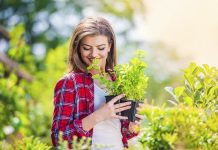 Zasadite ovih 7 biljaka u vašoj bašti i nećete morati da brinete o komarcima celog leta: Dok ljudima prija njihov miris, insekti ne mogu da ga podnesu