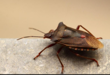 SMRDIBUBE HARAJU, ALI POSTOJI TRIK: Evo kako da vam nikad više ne uđu u dom – caka je u jednoj stvari