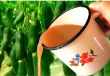 DAJTE OVO KRASTAVCIMA LJETI Urod je puno veći, a krastavci rastu bez bolesti. Nema hemije i oni donose plodove kao divlji!