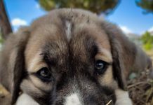 Ovo je pas sa najjačim ugrizom i najveći je zaštitnik porodice u kojoj živi: Od njega ne postoji bolji