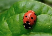Privucite najmilijeg insekta i saveznika: Svi ih želimo u svom vrtu