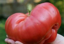 ODLUČIo JE OTKRITI SVOJU TAJNU: Ako poslušate savjet paradajz u vašoj bašti će nicati kao lud i biće PREUKUSAN….