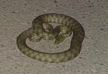 AKO VIDITE DA ZMIJE IDE PREMA VAMA, URADITE OVO NOGOM I OTERAĆETE JE: Od toga beži kao đavo od krsta