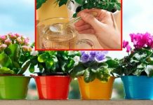 Da vaše biljke cvjetaju dugo i bogato: Bujno cvjetanje i lijepo lišće omogućiće nam OVAJ rastvor
