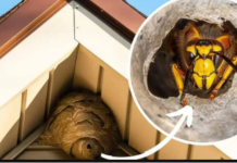 Domaći TRIK za otklanjanje stršljena: Samo sam ga stavio u baštu i sutradan ih nema!