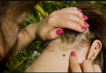 KRPELJI VREBAJU IZ TRAVE: Počinje im sezona, ako ih ne uklonite na vrijeme, u problemu ste, ovo su simptomi