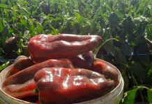 POMEŠAJTE OVA 3 SASTOJKA I ZALIJTE VAŠE PAPRIKE TIME: Rađaće kao lude, ovo je NAJBOLJA i NAJJEFTINIJA PRIHRANA