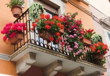 OBAVEZNO ODMAH POSADITE OVO CVEĆE KOJE PRIVLAČI BOGATSTVO I BLAGOSTANJE: Savršen je ukras za svaki dom a traje do jeseni