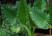 ADAM je brzorastuća biljka koja “plače” ako se OVO dogodi u Vašem domu