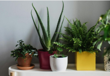 Čudesno prirodno đubrivo za biljke: Besplatan trik za zdravo i bujno cveće