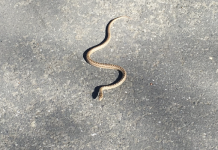 Zmija čuvarkuća – mitski duh predaka pod pragom IZAĐE SAMO U JEDNOM SLUČAJU, nikada se ne ubija!