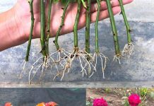 Ne bacajte buket ruža! Evo kako da iz njega uzgojite vlastiti grm ruža