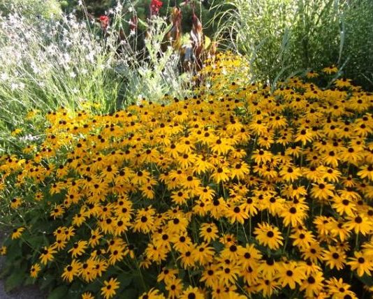 Rudbekija je cvet koji obožava leto: Laka je za održavanje, ima sitne cvetove i može da poraste i do 2 metra visine