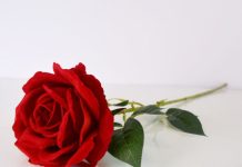 TRIK za razmnožavanje ruža koji NIKAD prije nisam znao: Imam ih pun vrt i ništa me ne košta!