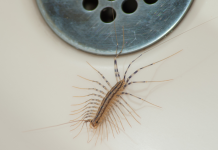 VEĆ SU SVUDA! AKO VIDITE 0VU BUBU NA ZIDU, NI SLUČAJN0 JE NE UBIJAJTE: Jezive su, ali ukazuju na jedan veliki problem koji imate u kući