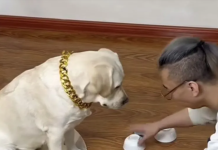 Ovo nije pas, već prorok i mađioničar: Labrador bez greške pogodio brojeve svih domina ispod činija