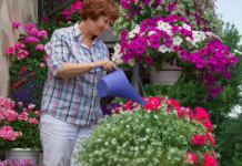 Cveće vam propada na +30? Kriva je voda – ali ne kako mislite!