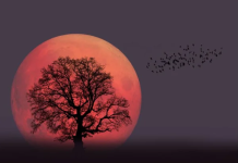 Crveni pun Mesec stiže i nema milosti prema njima: Ova 4 znaka čeka emocionalni URAGAN – sve što ste ćutali sada izlazi na površinu