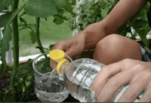 Znate li zašto paradajzu treba davati obično SIRĆE u julu? To je glavni razlog zašto mi svake godine svi moji susjedi zavide moju žetvu!