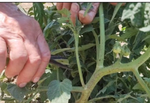 KADA i zašto se uklanjaju donji listovi na paradajzu?