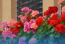 Spasite biljke tokom toplotnog udara: Dodajte jedan neobičan sastojak u vodu za zalijevanje