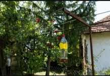 Poslije sat vremena više nećete vidjeti muhu, ni komarca u blizini: SMUĆKAJTE IM POSLJEDNJU VEČERU