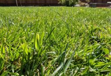 Travnjaku nema spasa? Evo šta URADITI kada je potpuno osušen