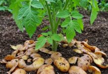 Ne Bacajte Oljuštene Krompire – Evo kako da ih koristite za vaš vrt….za više detalja pogledajte komentar Zanimljivosti