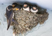 AKO IMATE GNIJEZDO LASTAVICA, nipošto ga ne dirajte: Evo šta ono znači prema narodnom vjerovanju