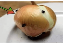 Zabio sam karanfilić u luk: Zahvaljujući tome, cijelo ljeto nemam problema ni sa jednim insektom!