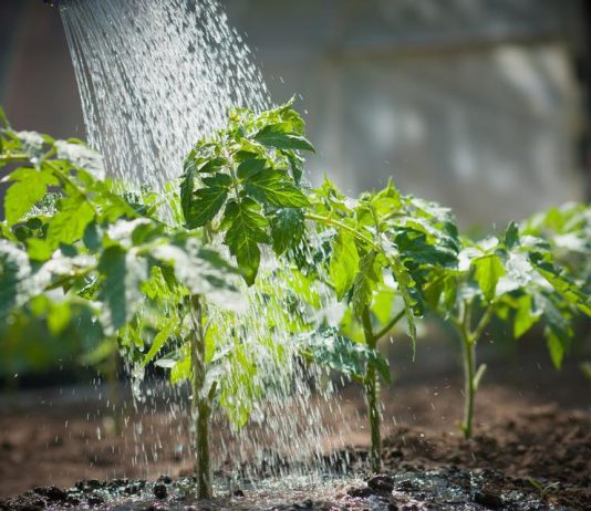Kad u vodu dodam OVO, sve biljke bukte kao požar: Tajna obilne žetve, paradajza, krastavci i prekrasne sobne biljke!