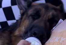 Odrastao pas, a mleko pije na flašicu, poput bebe: Pogledajte najslađi video ikada, vučjak zaspao sisajući