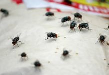 EVO ŠTA MUHE NE VOLE: Dovoljno Je Da Imate Ovu Biljku U Kući I Muhe Neće Ulaziti, TAKO JEDNOSTAVNO