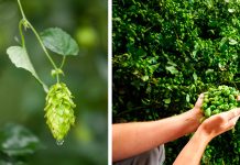 Divlje biljke koje u Srbiji rastu kao lude, izuzetno su tražene: Cena ide do 1000 evra po kilogramu a nema ko da ubere