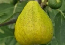 OVO treba uraditi tokom avgusta da bi dobili vrlo krupne plodove smokava